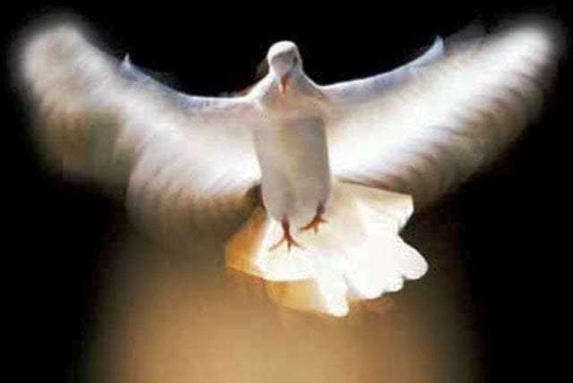 In 1912, Jung had a first dream of a white bird, namely “a small seagull or a dove”, 2