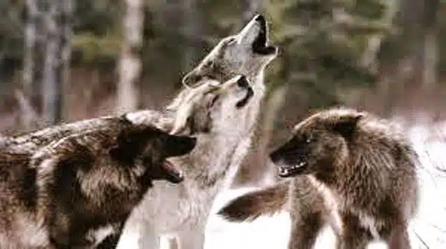 animals