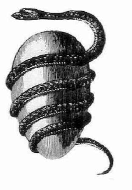 The Young Woman with a Snake in her Abdomen 5 snake symbolism