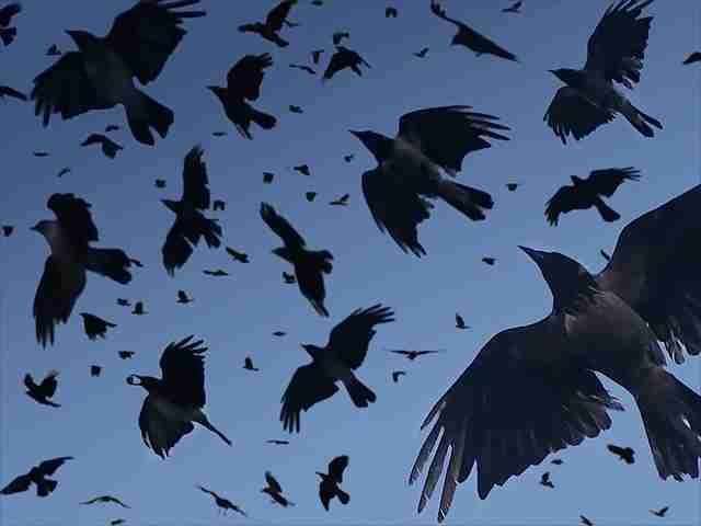 bird
