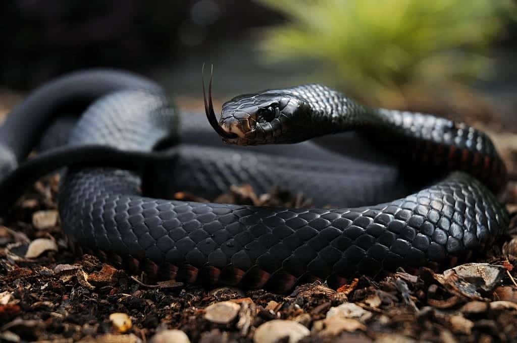 2 serpent