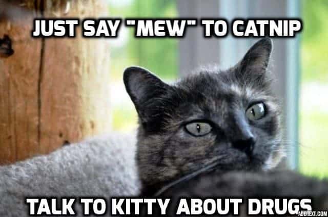 000 catnip drug