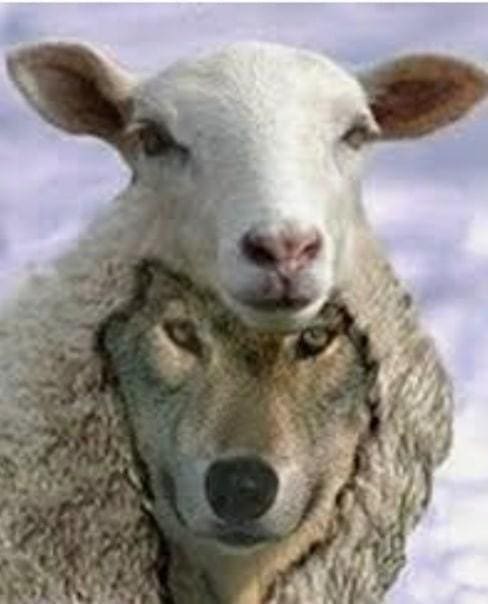 Wolf, Sheep, Insanity
