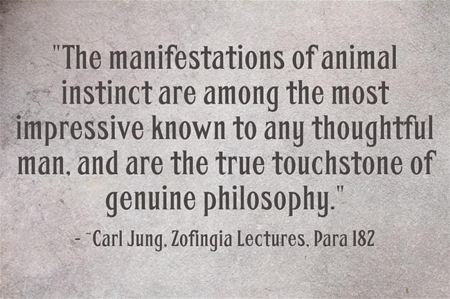 Metamorphosis in Animals: The Transformations of the Individual and the Tуpе 3 073 Animal